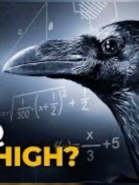 Meet your Posher, Pana